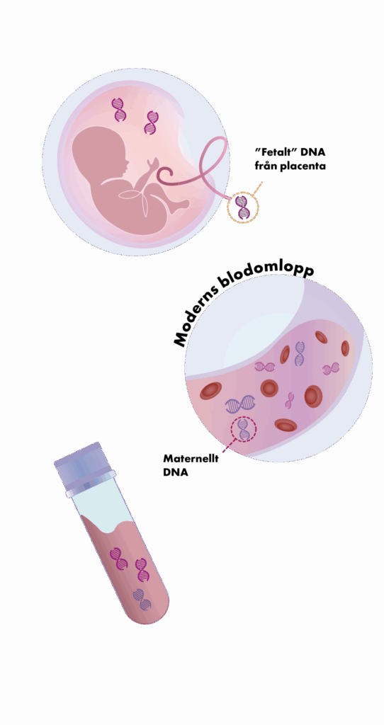 Babyscreen NIPT Fetal DNA2 30 20 scaled 1